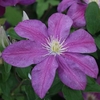 Clematis Plant - Sunset
