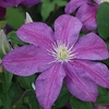 Clematis Plant - Sunset
