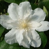 Clematis Plant - Sylvia Denny
