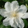 Clematis Plant - Sylvia Denny