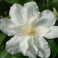 Clematis Plant - Sylvia Denny