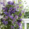 Clematis Plant - 