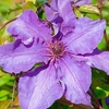 Clematis Plant - The President