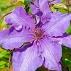 Clematis Plant - The President