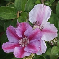 Clematis Plant - Tudor
