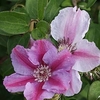 Clematis Plant - Tudor