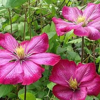 Clematis Plant - Ville de Lyon