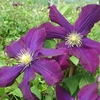 Clematis Plant - Warszawska Nike