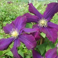 Clematis Plant - Warszawska Nike