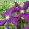 Clematis Plant - Warszawska Nike