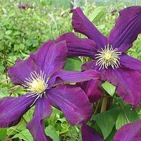 Clematis Plant - Warszawska Nike
