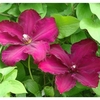 Clematis Plant - Westerplatte