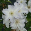 Clematis Plant - Yukikomachi