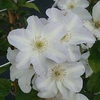 Clematis Plant - Yukikomachi