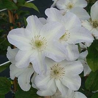 Clematis Plant - Yukikomachi