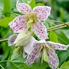 Clematis Plants - Advent Bells