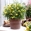 Clematis Plants - Little Lemons
