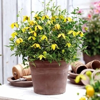 Clematis Plants - Little Lemons