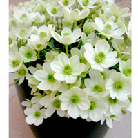 Clematis Plants - Ovation
