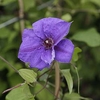 Clematis 