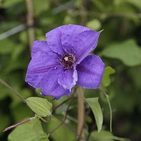 Clematis 