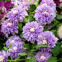 Clematis Regal Collection