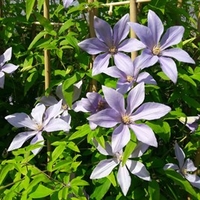 Clematis Sugar Sweet