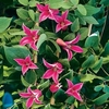 Clematis texensis Plant - Princess Diana