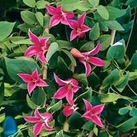Clematis texensis Plant - Princess Diana