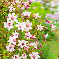 Clematis texensis Plant - Princess Kate