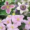 Clematis Trio