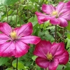 Clematis Ville de Lyon