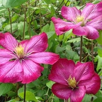 Clematis Ville de Lyon