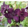 Clematis viticella Plant - Dark Eyes