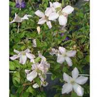 Clematis viticella Plant - Little Nell