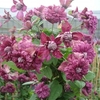 Clematis viticella Plant - Purpurea Plena Elegans