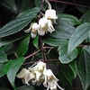 Clematis Winter Beauty