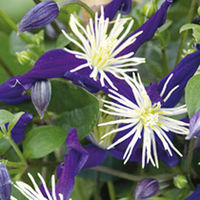 Clematis x Aromatica Plant