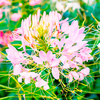 Cleome Plants - Sparkler