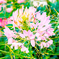 Cleome Plants - Sparkler