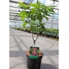 Clereodendrum trichotomum Plant