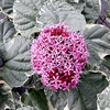 Clerodendrum bungei 
