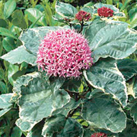 Clerodendrum bungei Plant - Pink Diamond