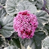 Clerodendrum bungei Plant - Pink Diamond