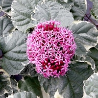 Clerodendrum bungei Plant - Pink Diamond
