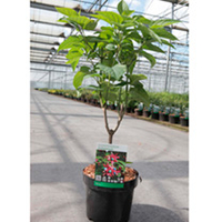 Clerodendrum trichotomum Plant