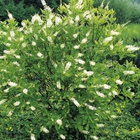 Clethra alnifolia Plant - Hummingbird