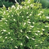 Clethra alnifolia Plant - Hummingbird