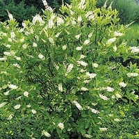 Clethra alnifolia Plant - Hummingbird