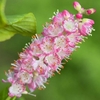 Clethra alnifolia Plant - Ruby Spice